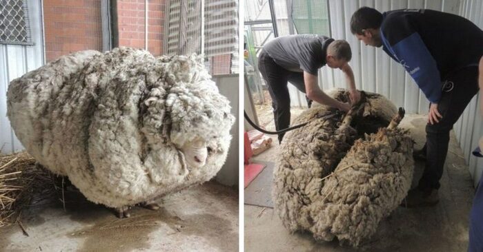 An incredible sight: this poor Australian sheep was left alone and wandered for almost 5 years