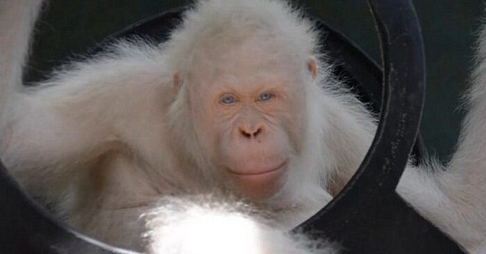  The world’s only albino orangutan: a giant exotic animal has returned to the tropics of Borneo