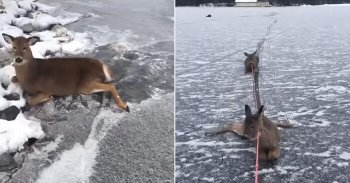  Amazing story: this kind and caring man was able to save a family of deer stranded on a frozen lake