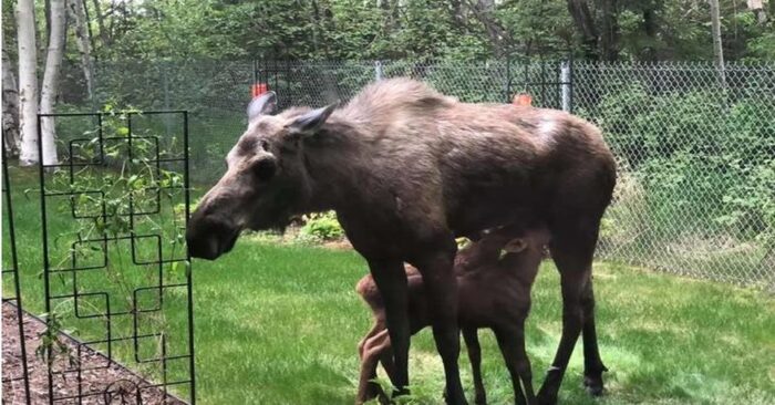  Funny sight: this mother moose made a real nursery in the backyard of the building