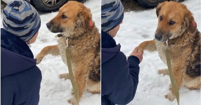  Finally having a family: this dog was approaching all passers-by waiting for help near the garbage