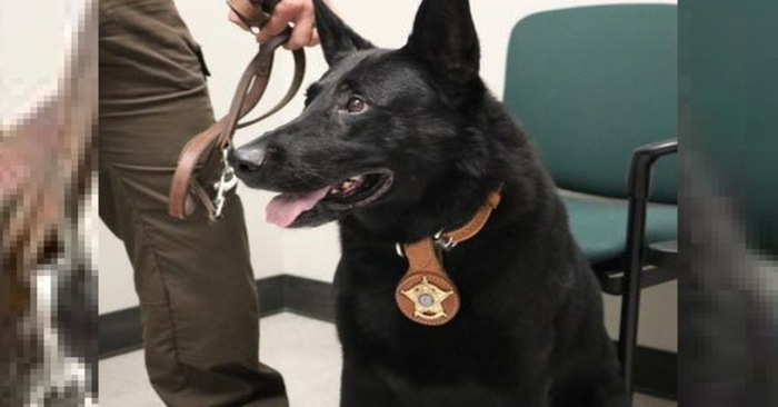  Great story: these caring cops threw a big party to celebrate the German Shepherd’s retirement
