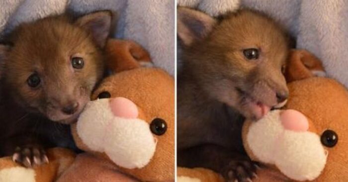  A very cute sight: this rescued fox loves to sleep with her plush bunny every day