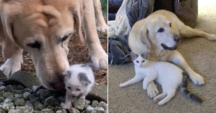 A wonderful story: this kind and caring dog began to take care of a lonely cat and became its guardian