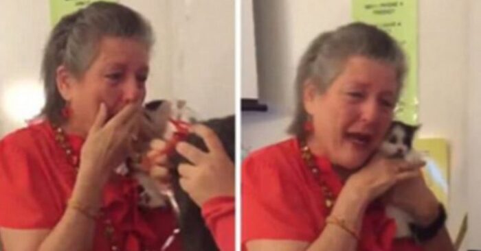  Great story: this teacher lost her cat and got a surprise from her students instead