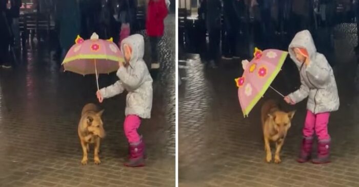  Very cute scene, this little girl covered the street dog with her raincoat so it wouldn’t get wet