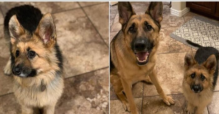  A unique appearance: this shepherd dog has attracted the attention of the entire Internet with his appearance