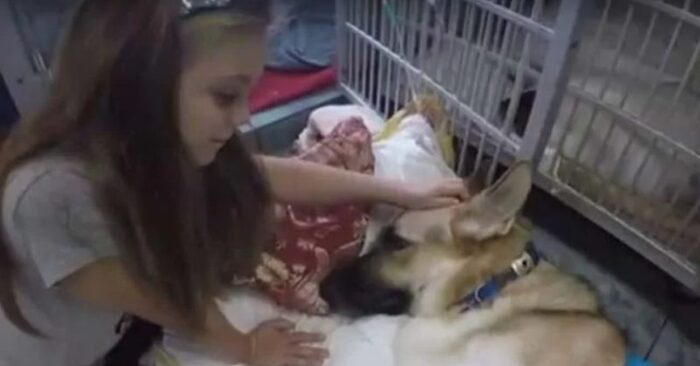  Heroic step: this wonderful dog was praised for finding her owner’s runaway daughter