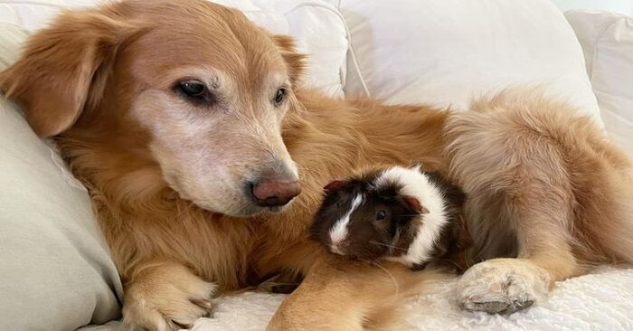 Amazing bond: this kind Golden Retriever befriended a Guinea pig and they became inseparable friends