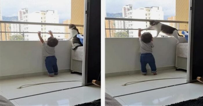  The best babysitter: the child tried to get out of the balcony, but the beautiful cat intervened