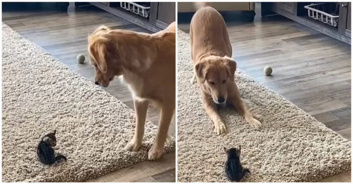  Very cute scene, this retriever meets his little kitty friend for the first time