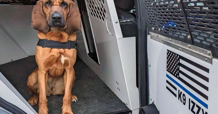  Great story: this wonderful police dog managed to do a heroic job over the weekend
