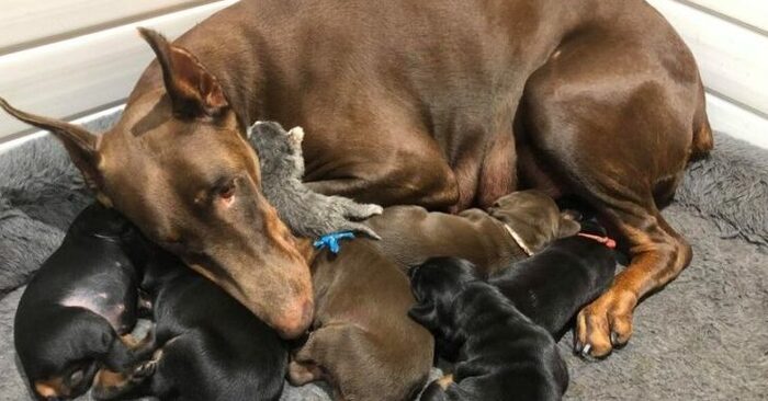  Motherly love: this kind and caring Doberman gave her motherly care to the little cat