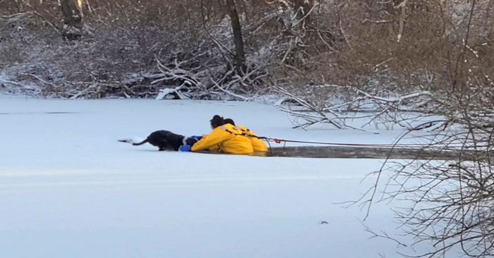  Remarkable act: kind firefighters entered a cold pond to save the dog’s life
