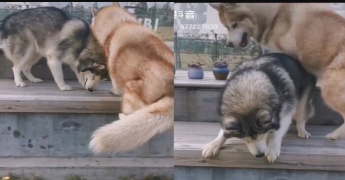  Interesting scene: this wonderful husky is struggling to teach his blind friend how to jump off the bench