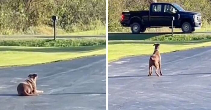  Beautiful sight: the most faithful adoptive dog every day waiting for his owner from work