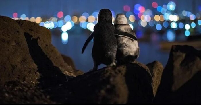  This unique scene of two widowed penguins embracing has caught the attention of many people