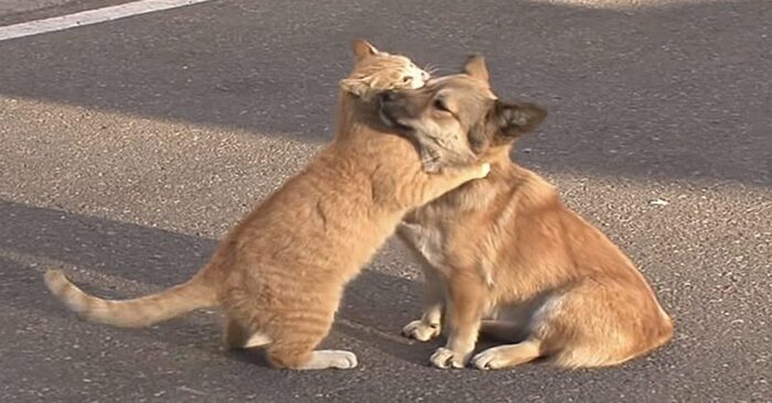  What a beautiful sight: this cat trying her best to cheer up a lonely dog looking for his owners