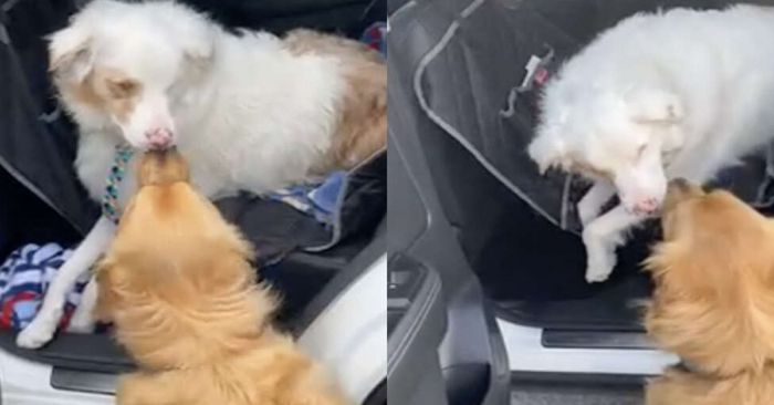  What a touching scene: this dog was kissing a deaf and blind dog to get his attention