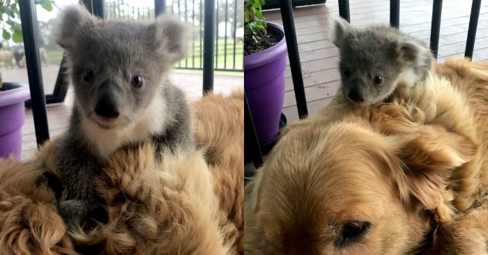  Unexpected story: this kind and caring dog brought a koala home with him for the owners to take care of the animal