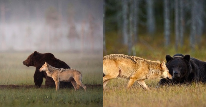  Luckily, the photographer was able to capture the unique and faithful friendship between the bear and wolf