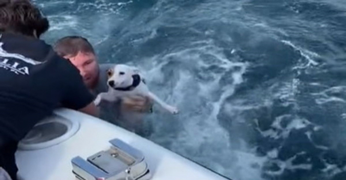  A group of boaters during an excursion found a lost dog in the ocean and did everything to save the animal