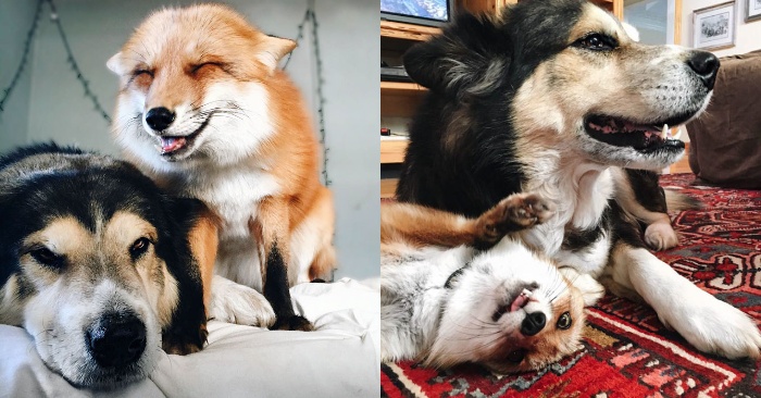  Unbreakable closeness: this beautiful fox met a dog and they became great friends
