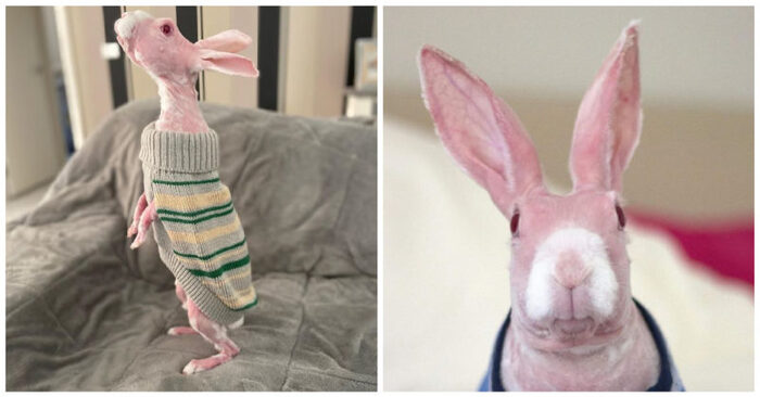  A unique unusual rabbit: here is a strange pink rabbit that lives in Australia