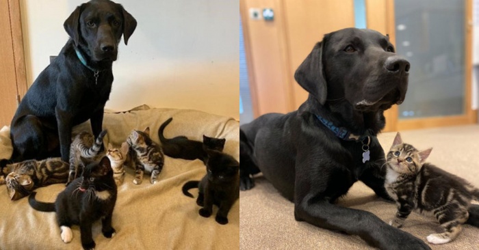  This wonderful kind and caring dog took care of 7 orphaned and lonely little cats