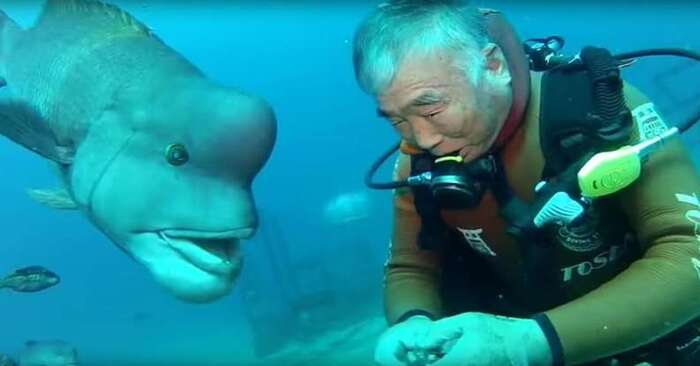  What a unique story: for 25 years this Japanese diver has been friends with fish