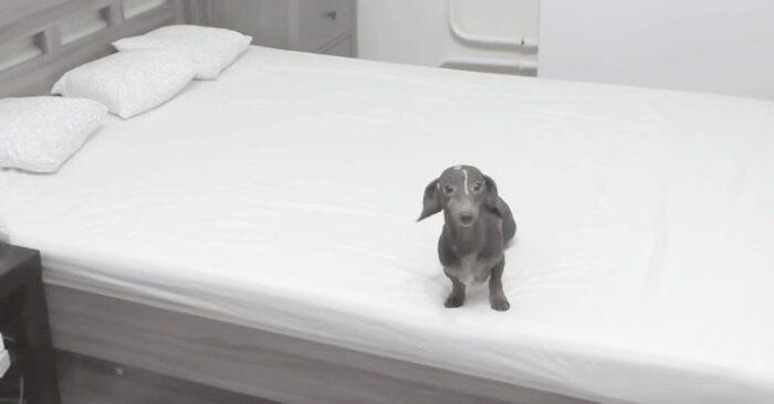  Sometimes it takes very little to be happy: this lonely little dog was finally happy to play on the bed