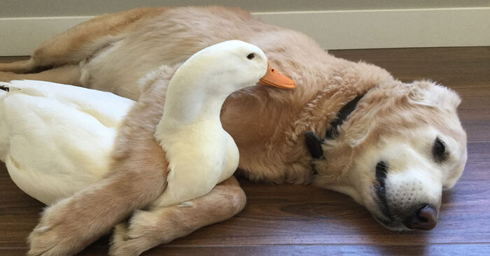  An indescribable closeness: this dog and duck became inseparable friends and showed their special bond