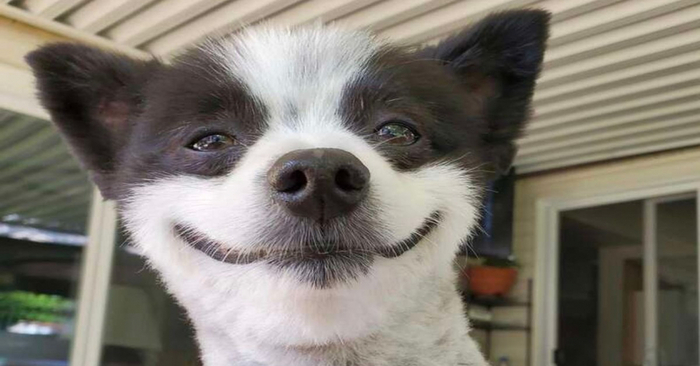  A wonderful sight: this unique dog smiles non-stop and attracts everyone’s attention with his smile