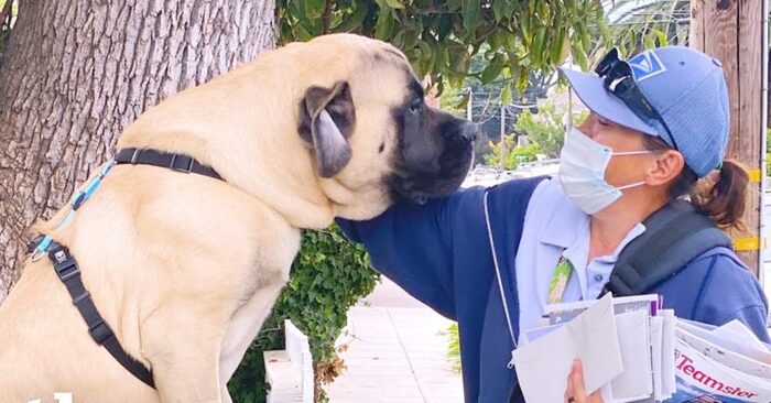  A beautiful scene: this giant dog is waiting with great love every time to hug the beloved mailwoman