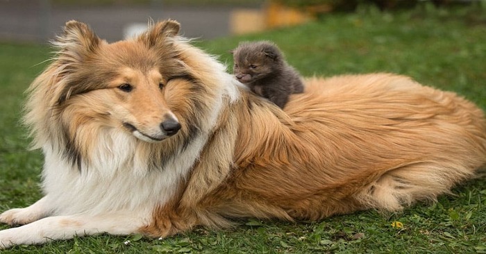  What an interesting story: this orphaned little fox was taken care of by a dog and a cat
