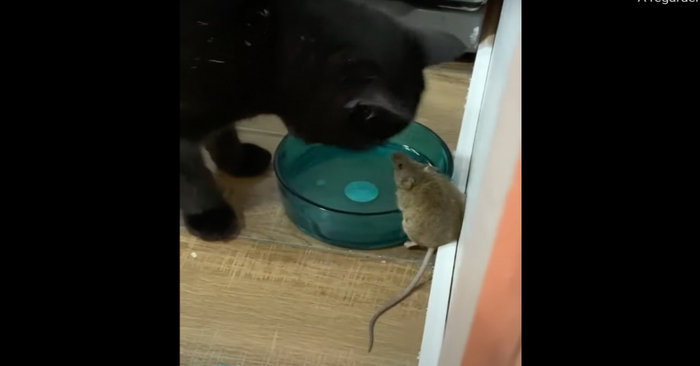  Funny story: it was really unexpected for this man when he discovered that his cat friend is a mouse