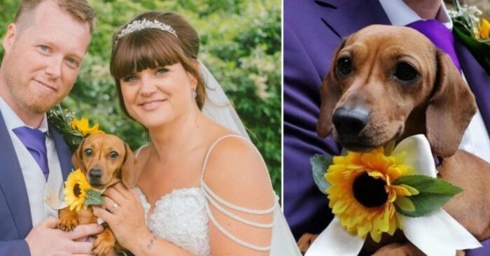  A beautiful scene: this little dog becomes a bridesmaid during the wedding ceremony