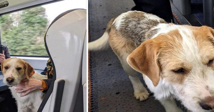  Nice sight: this dog gets on the train and starts getting close to all the passengers