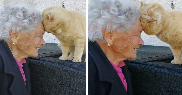  What a wonderful reunion: this grandma was finally able to find her beloved cat after 4 years