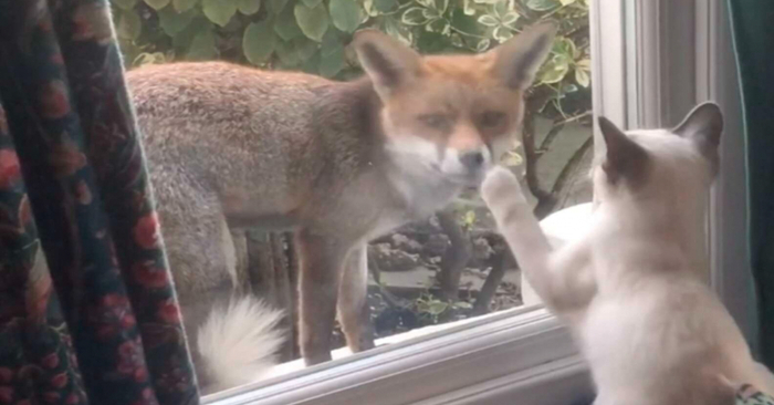  Noticing the fox outside the window, this wonderful and friendly cat decided that the fox is his friend