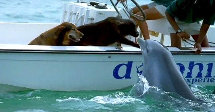  Amazing sight: this cute wonderful dolphin jumped out of the water to kiss the dog