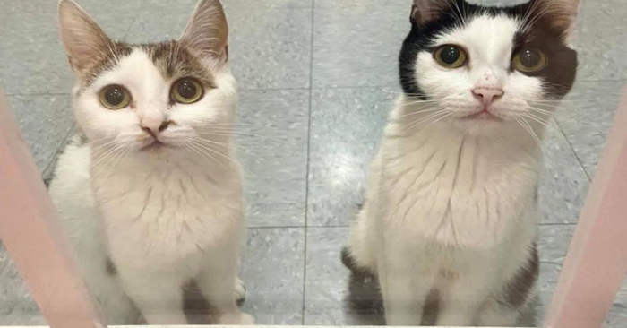  Interesting story: this unique school decided to adopt 2 cats to help students develop empathy