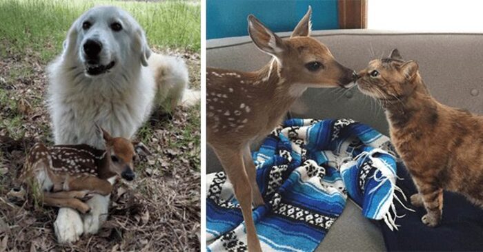  What a cute scene: this little deer is truly a miracle that brings happiness to everyone