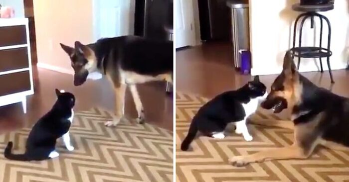  Funny scene: this mischievous cat kept pawing at the dog, but everything ended well