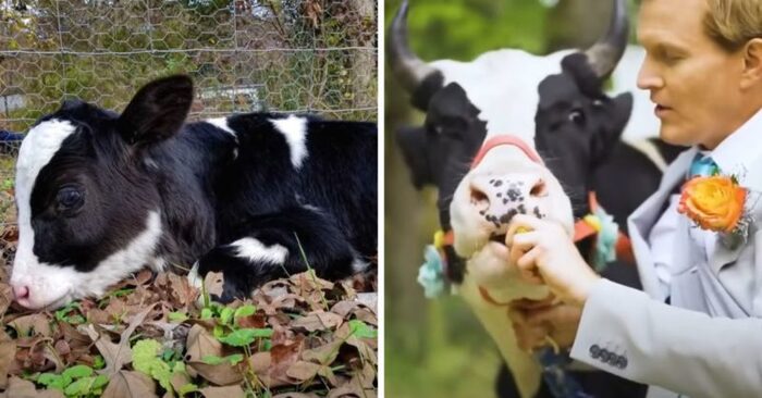  What a wonderful story: this cow rejected by farmers is finally happy to find a permanent family