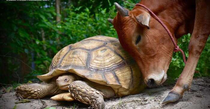  What incredible bond: this homeless cow feels good and at ease with a giant tortoise