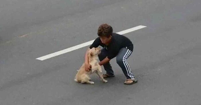  Amazing and touching scene: this little boy stops the traffic to save the dog’s life