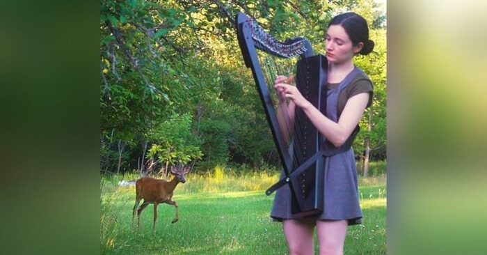  A wonderful sight: this girl attracts and calms the deer with her beautiful performances on the harp
