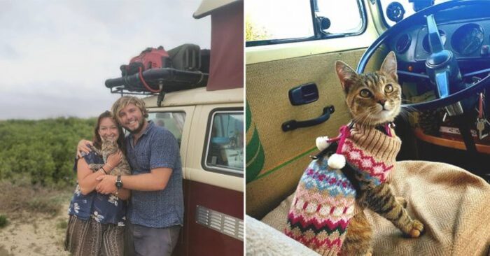  Wonderful story: this couple stayed in Mexico for a year because they didn’t want to leave the rescued cat there