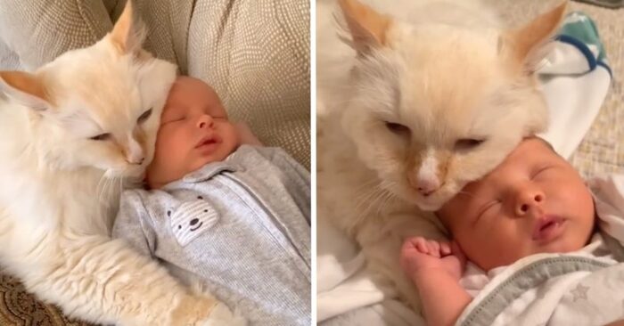  A beautiful scene: this kind and caring cat becomes a real big brother for a small child